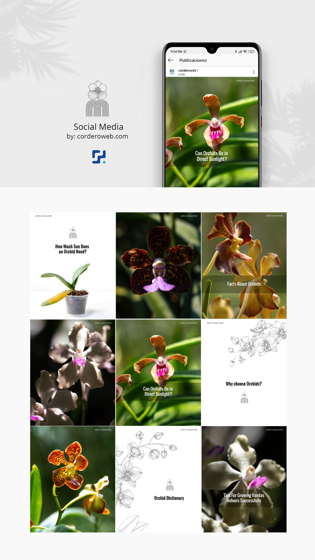 Motes Orchids